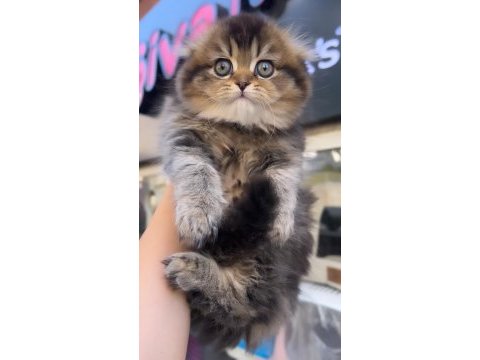 Scottish fold dişi golden mükemmel bebeğim