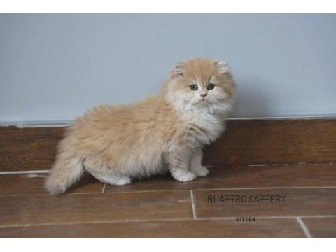 Mükemmel kalite bebek yüzlü ayıcık british longhair