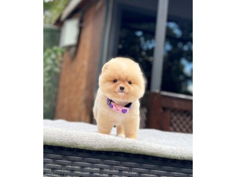 Yavru pomeranian boolarımız