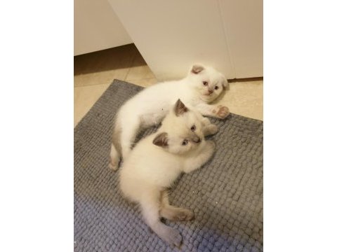 Scottish fold 2.5 aylık yavrumuz