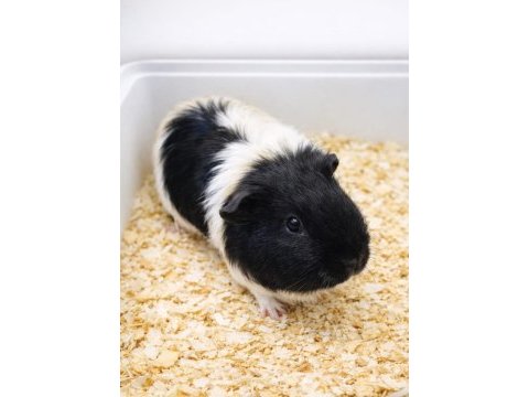 Gine pig yavru ve yetişkin