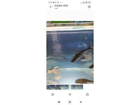 Satılık akvaryum balıkları