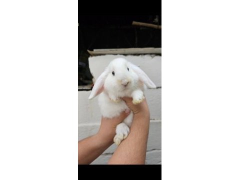 Hollanda lop yavru tavşanım