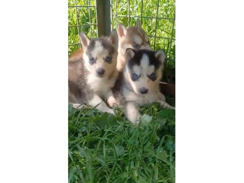 Sağlıklı husky yavrularımız