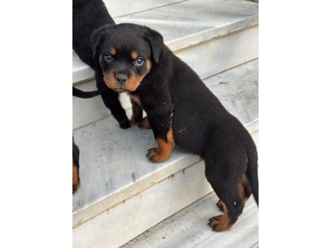 Rottweiler koca kafa yavrularımız
