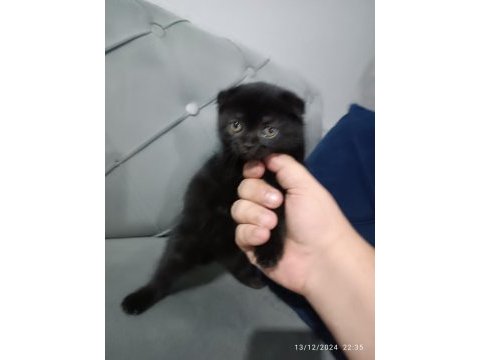 65 günlük scottish fold smoke