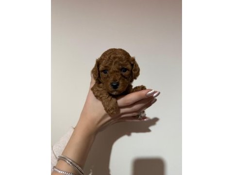 Toy poodle bebekler ankara