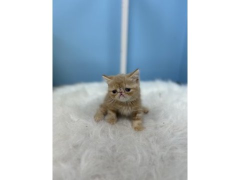 Muhteşem güzellikteki exotic shorthair bebeklerimiz