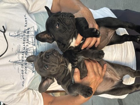 Blue ve black kaliteli french bulldog yavruları