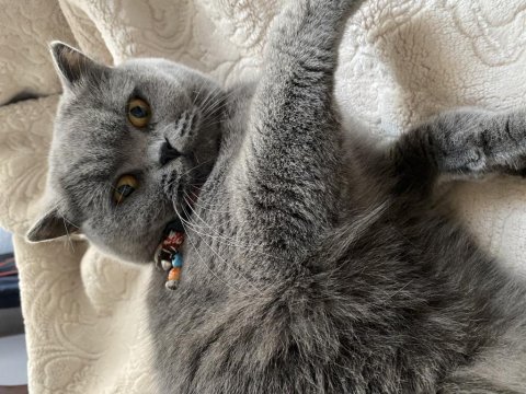 British shorthair