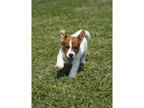 Fcı-kıf şecereli safkan dişi jack russell yavrularımız