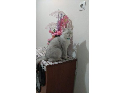 2 aylık british shorthair