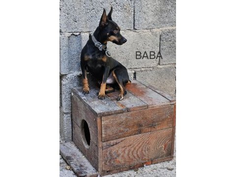 Pinscher minyatür sıfır boy