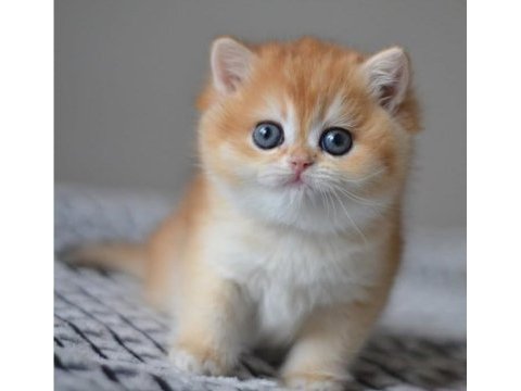 Efsane golden ny12 british shorthair
