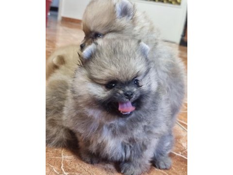 Pomeranian boo yavrumuz