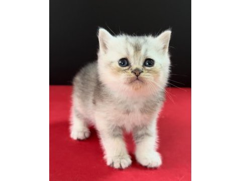 33 yıllık canpette british shorthair yavruları