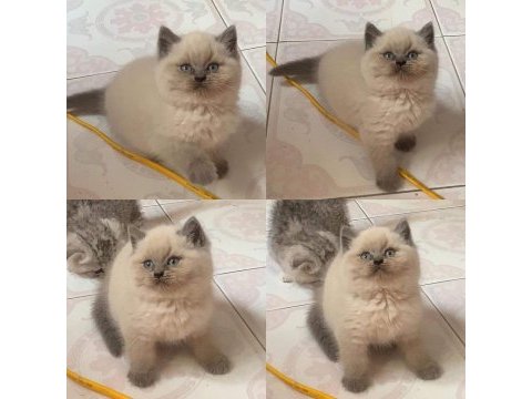 British shorthair yavruları