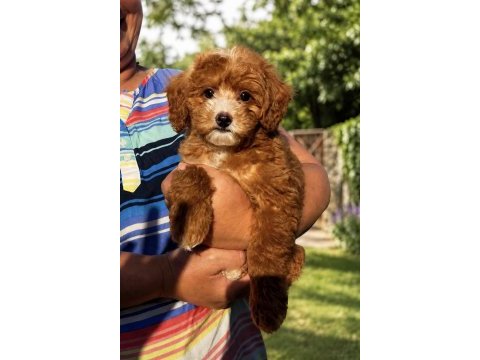 Üst düzey maltipoo oğlumuz