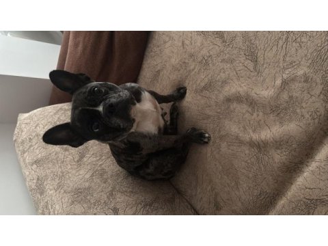 Dişi french bulldog