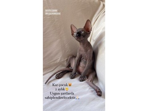Safkan sphynx (sfenks) 2 aylık, 1 erkek 2 dişi