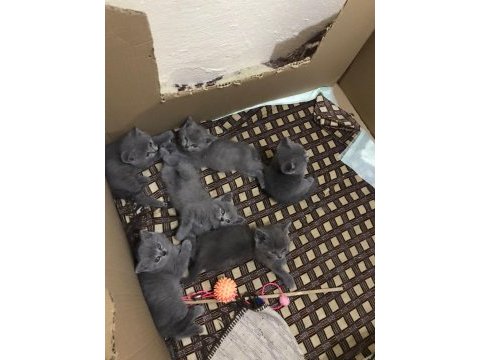2 aylık british shorthair yavrular
