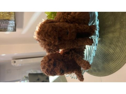 Dünyanın en zeki ırkı tüy dökmez koku yapmaz kıvırcık poodle