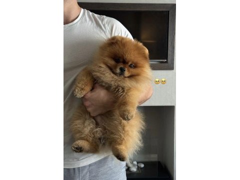 Sağlıklı pomeranian yavrularımız