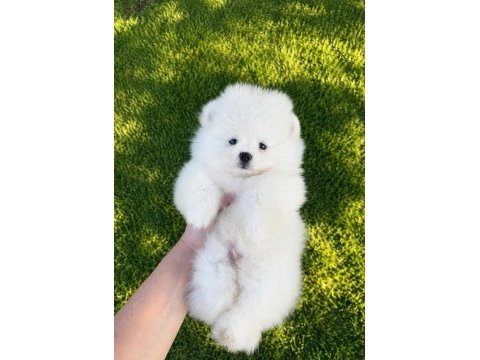 Sağlık ve ırk garantili pomeranianlar