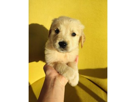 Golden retriever üst kalite bebek surat