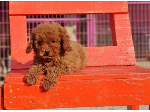 Poodle en özel yavrular