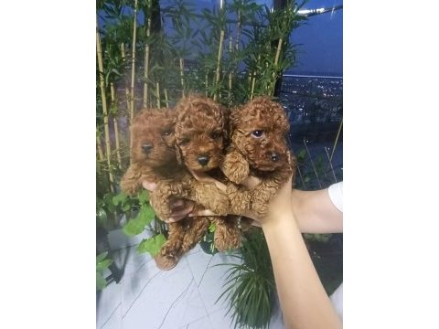 Kore poodle yavrular