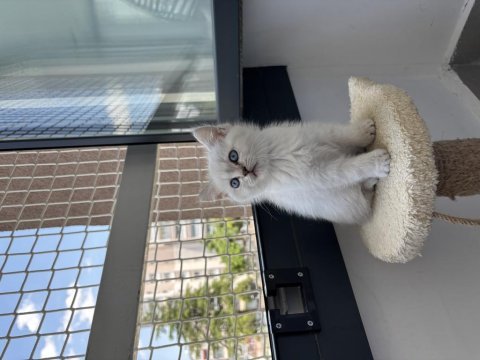 Beyaz british shorthair 2 aylık