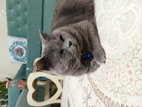 British longhair kedimiz kendine sıcak bir yuva arıyor