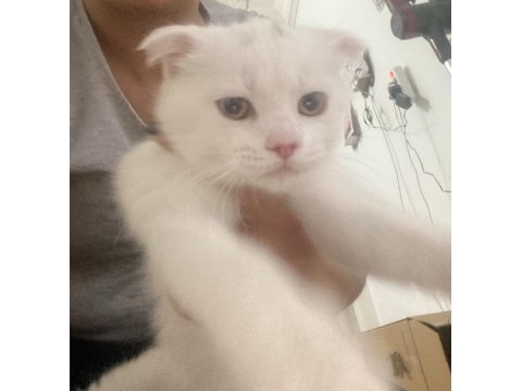 Kar beyaz british longhair