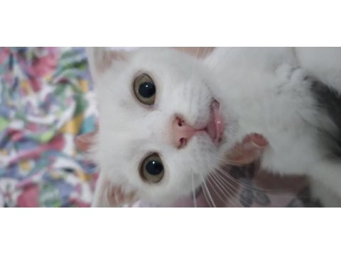 3-4 ay arası 3 tane erkek scottish fold