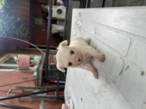Sütten kesilmiş bir aylık safkan dişi maltese terrier