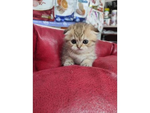 Scottish fold