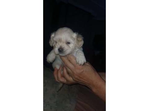 Maltipoo dişi erkek yavru