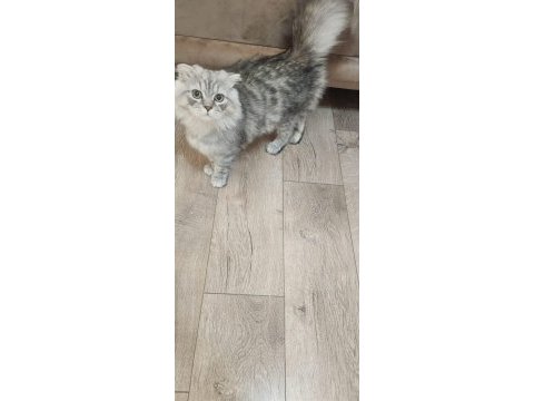 Silver erkek yavru scottish straight eğitimli