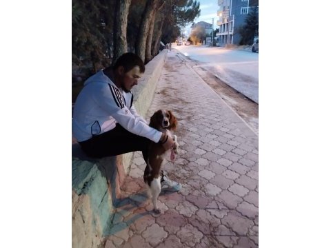 Cavalier king charles