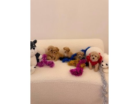 Sağlık ve ırk garantili maltipoo yavru