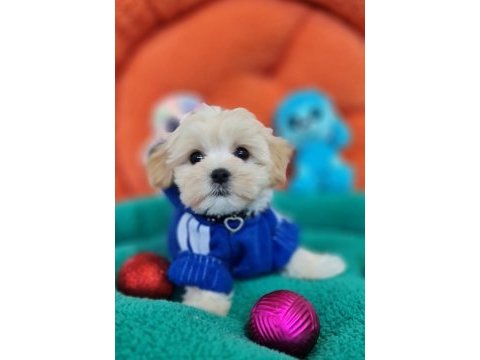 Evin neşe kaynağı sevimli teacup morkie yavrularımız