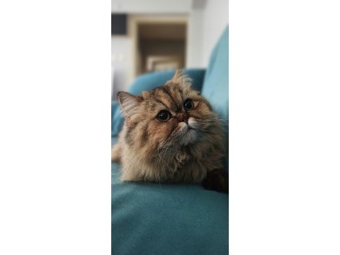 British longhair kızımız sahip arıyor.