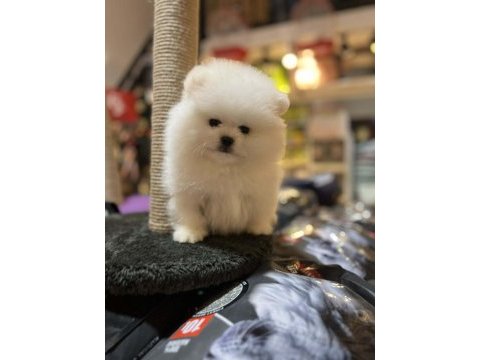 A kalite orjinal ayı surat pomerian boo yavrular