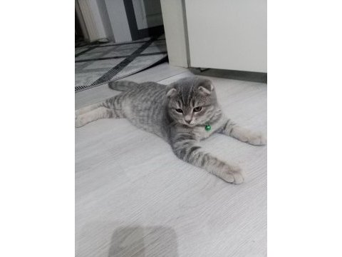 4 aylık yavru scottish fold kırık kulak tüm malzemeleri ile