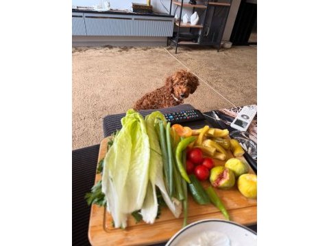 Batman köpek dişi toy poodle 2 aylık yavru
