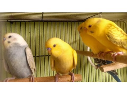 Muhabbet kuşu jumbo, rainbow takımları ve yavruları