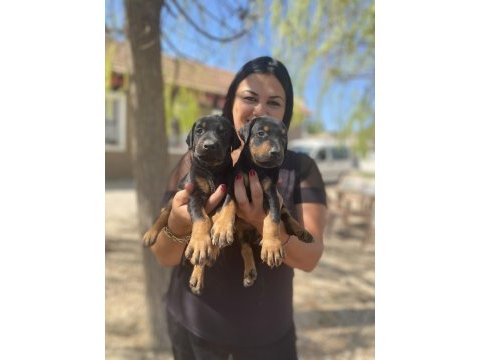 Secereli doberman yavrularım