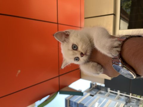 2 aylık dişi yavrumuz yeni yuvasını arıyor