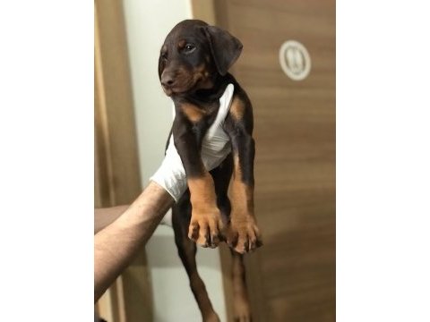 Dişi avrupa doberman yavruları